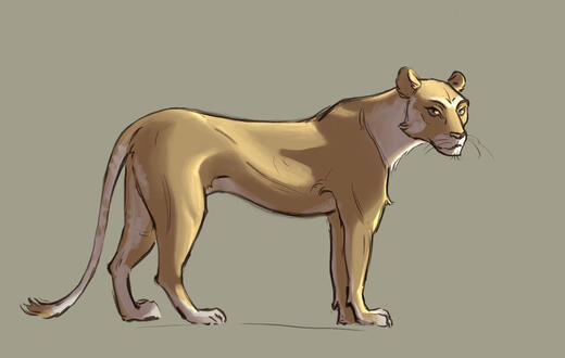 Just a lioness